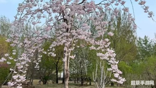 枝垂樱林
