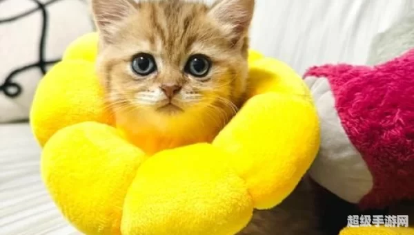圈小猫