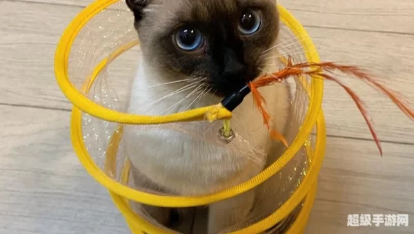 圈小猫