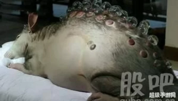 食人巨鼠